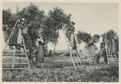 Ansichtkaart met daarop een foto van vrouwen die olijven plukken in Fontvieille, ca. 1930. Privécollectie