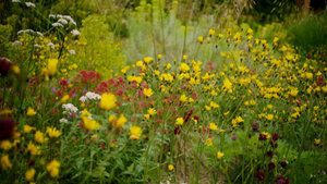 Verschillende inheemse verfplanten die gebruikt worden voor LOADS Collection. Foto: Bas Berkhout, LOADS Collection