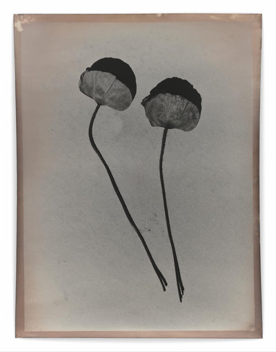 Jeff Cowen, P44, 2020-2023, gelatinezilverdruk, © Jeff Cowen