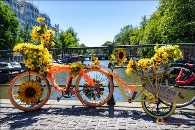 Een fiets versierd met zonnebloemen op een gracht in Amsterdam. Foto: Flowerbikeman
