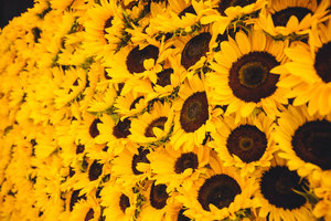 Sunflowers  at the Sunflower Art Festival to celebrate the Van Gogh Museum's 50th anniversary on 2 June 2023. Photo: David Stegenga / Jelle Draper