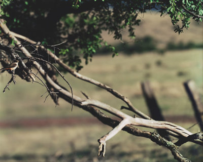 Een fotografisch werk van Jean-Luc Mylayne geïnspireerd op De zaaier van Vincent van Gogh