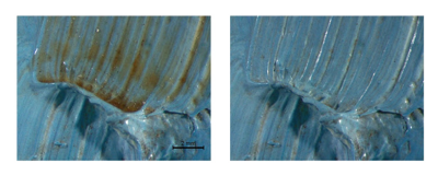 Detail from ‘Ploughed Fields’ during restoration treatment