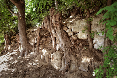 Image of the tree roots which served as inspiration for Van Gogh's famous painting.