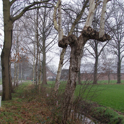De laatste knotberk in Oirschot. Foto: Henk van de Wal, 2020